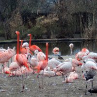 Пражский зоопарк :: Tata Wolf