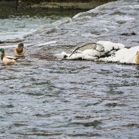 Первый день весны 2026 г :: Олег Стасенко