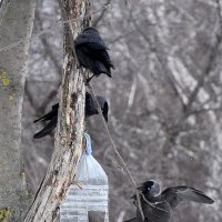 Синицам можно, а нам?! :: Валентина  Нефёдова 