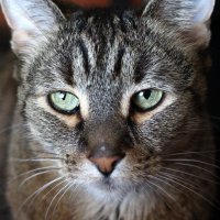 Глаза) :: Дмитрий Балашов