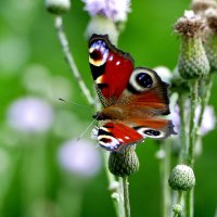 опять про бабочек...512 :: Александр Прокудин