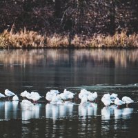 Чайки на льду, озеро Падер. :: Jakob Dick Чайки на льду, озеро Падер. :: Jakob Dick