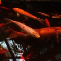 Зимовка рыб в оранжереи. :: Татьяна Помогалова