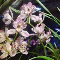 А вот и орхидея. :: Татьяна Помогалова