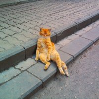 Хорошо сидим... :: Nora Nowhere