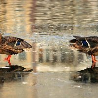 Поссорились :: елена беликова