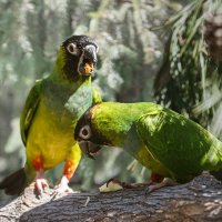 Аратинга :: SanSan 