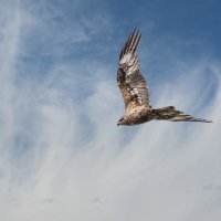 Ястреб :: SanSan 