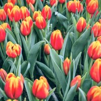 Красота тюльпанов :: Георгиевич 