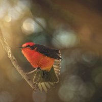 Огненный мухоед :: Svetlana Galvez