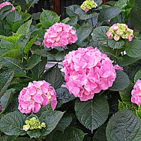 Цветы Барселоны :: Владимир Драгунский