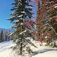 Природа Шерегеша :: Галина Нестратова