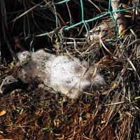 Зима vs весна :: Юрий Гайворонскiий