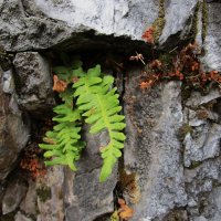 Урал :: Елена Шаламова