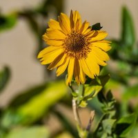 Гелиопсис :: Игорь Сикорский