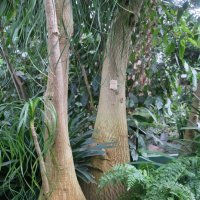 Тропики ботанического сада :: Ольга 