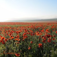 Природа Крыма :: Изумительная Космея