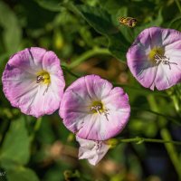 Цветки вьюнка и еще какая-то жужжалка попала в кадр) :: Николай Зиновьев