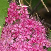 Спирея :: Freddy 97