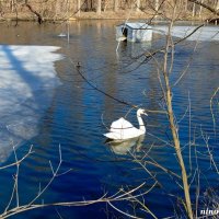 Март в ростовском зоопарке :: Нина Бутко