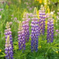 ЦВЕТЫ :: МАРИЯ ПОПОВА