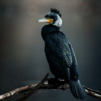 Мистер Икс :: Александр Плеханов