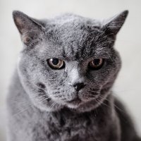 Мой старый и мудрый кот :: Михаил 