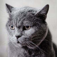 Мой старый и мудрый кот :: Михаил 