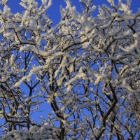 Зимний этюд .. :: Татьян@ Ивановна