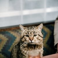 Кот-алкоголик - горе в семье))) :: Михаил 