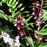 Царство орхидей.. :: Aida10 