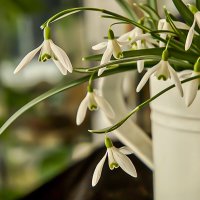 первоцветы. :: Lucy Schneider 