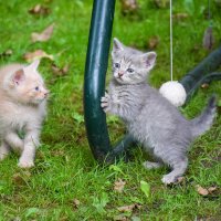 Майя и Марсик :: Валюша Черкасова