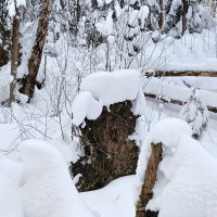 старшее существо с трибуны недоволен беспорядком :: Владимир 