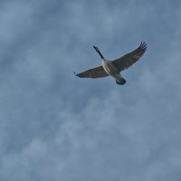 Гусь или не гусь, ... -:) ) ) :: Jakob Dick