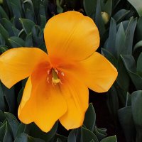 Один из всех растюльпанился. :: Татьяна Помогалова