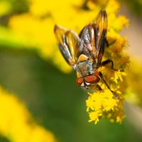 Летнее макро :: Владимир Лазарев