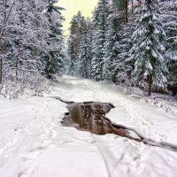 в лесу....... :: Ольга Cоломатина