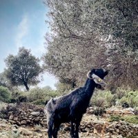 Горная коза :: Георгиевич 