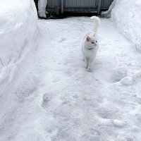 - Все говорят, весна пришла... за сугробами не видно никакой весны... :: Елена 