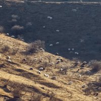 Овечки на склонах гор :: Мариша 