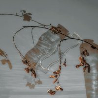 Веточка. :: Владимир Владимир