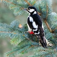 Дятел в городском парке. :: Милешкин Владимир Алексеевич 