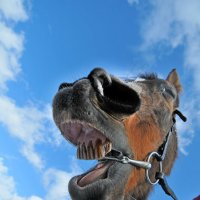 И тут он заржал не человеческим голосом... )) :: Владимир Хиль