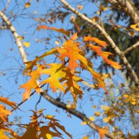 тихий октябрь :: Елена Шаламова