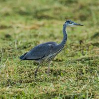 .... :: Sergey (Apg)