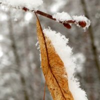 Соцветие липы под снегом :: Андрей Снегерёв