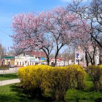 Керчь. Сквер им. Н.И. Пирогова ранней весной. :: Пётр Чернега