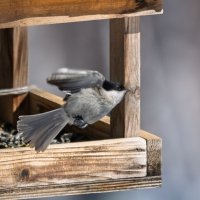 Обед закончен :: Виктор Иванович Чернюк