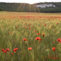 Природа Крыма :: Изумительная Космея